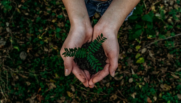 Image of someone holding a small plant