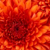 Picture of Susannah Ball