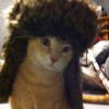 Cat wearing a ushanka 